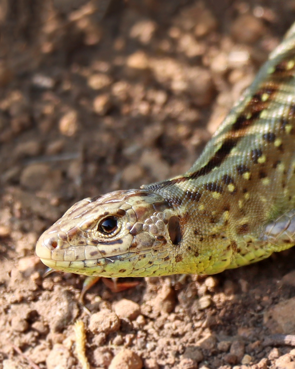 UteKrause_fotografie59